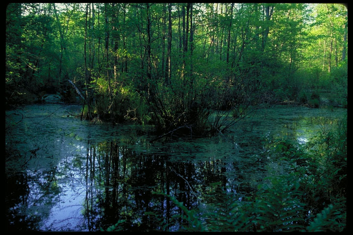 Swamp